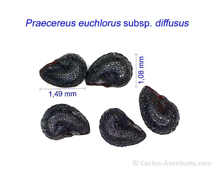 Praecereus euchlorus diffusus GC